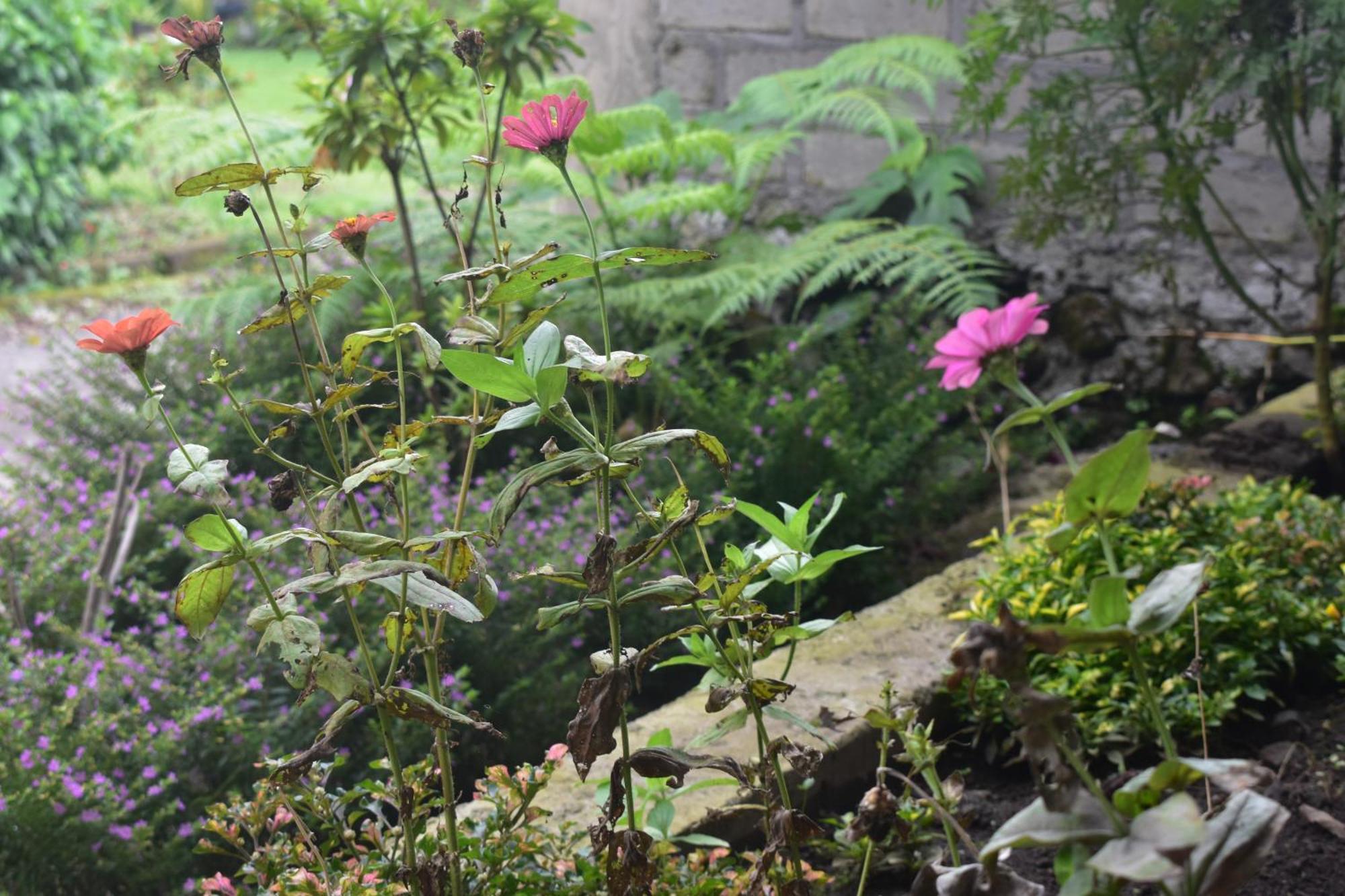 Mama'S Homestay Ruteng Bagian luar foto